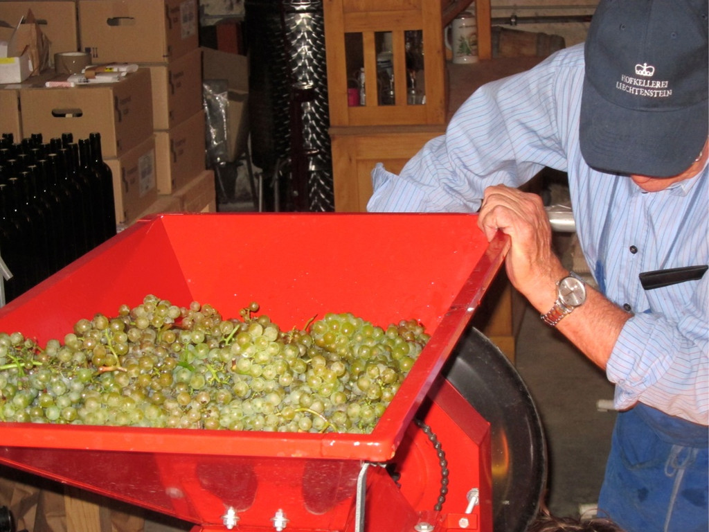 KOE_Traubenlese Chardonnay 24_jpg-1350149085