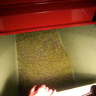 KOE_Traubenlese Chardonnay 26_jpg-1350149095