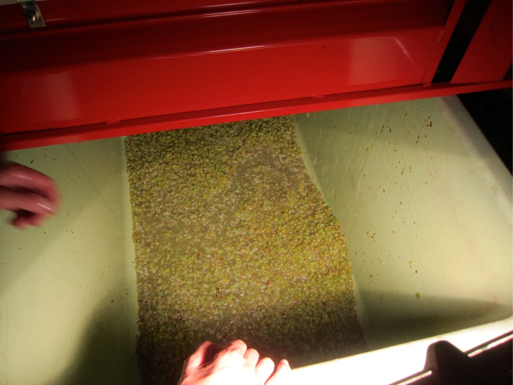 KOE_Traubenlese Chardonnay 26_jpg-1350149095