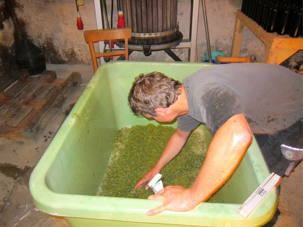 KOE_Traubenlese Chardonnay 27_jpg-1350149101