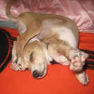 bailey-tumbles.jpg