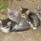 cat_sleeping_train.jpg