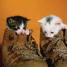 db_Tierbabys-2KatzenSchuhe1.jpg