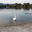 Schwanfamilie