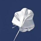 DAB2656-20121014.jpg