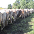 IMG_5513_JPG-1350328080
