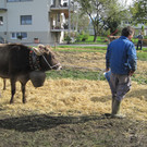 IMG_5523_JPG-1350328632