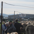 IMG_5524_JPG-1350328689