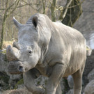 ZooSBG_Benno.jpg