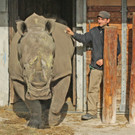 ZooSBG_Breitmaulnashornbulle_Athos1.jpg