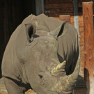 ZooSBG_Breitmaulnashornbulle_Athos2.jpg