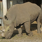 ZooSBG_Breitmaulnashornbulle_Athos3.jpg
