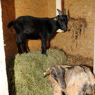 Decker 20-10-2012 11_jpg-1350734623
