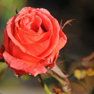 Decker 20-10-2012 15_jpg-1350734653