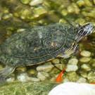 Decker 20-10-2012 27_jpg-1350734679