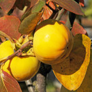 Decker 20-10-2012 34_jpg-1350734691