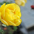 Decker 20-10-2012 36_jpg-1350734704