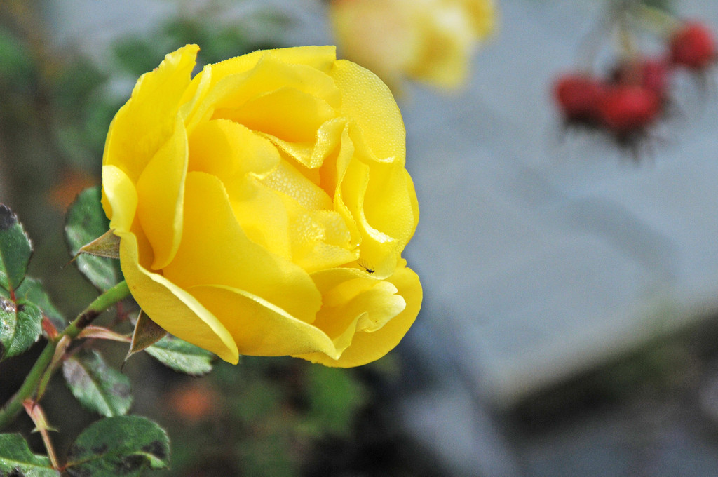 Decker 20-10-2012 36_jpg-1350734704