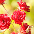 Decker 20-10-2012 39_jpg-1350734712