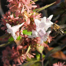 Decker 20-10-2012 59_jpg-1350734816