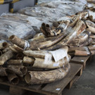 Elfenbein: Bilder vom Fund