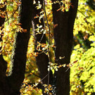 normal_20102012fmt_herbstimpresion_ta_002.JPG
