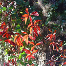 normal_20102012fmt_herbstimpresion_ta_004.JPG