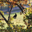 normal_20102012fmt_herbstimpresion_ta_009.JPG