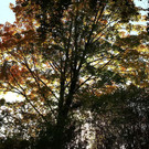 normal_20102012fmt_herbstimpresion_ta_011.JPG