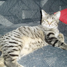 B__sch2tigerle 005.jpg