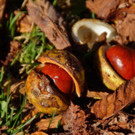 Herbst in Spital am Phyrn
