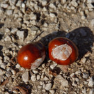 18102012herbstimpressionenat_02_001aktivnews__25_.JPG