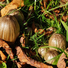 18102012herbstimpressionenat_02_001aktivnews__29_.JPG