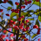 18102012herbstimpressionenat_02_001aktivnews__16_.JPG