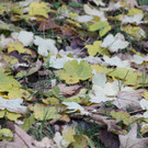 20102012herbstde01003aktivnews__4_.JPG
