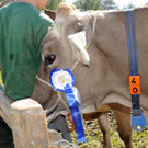 Viehausstellung 19-10-2012 78_jpg-1350832684