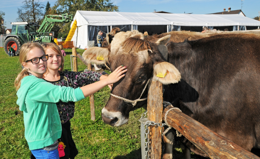 Viehausstellung 19-10-2012 139_jpg-1350832962