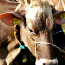 Wunderbare Tiere waren auf der Bezirks- und Landesjungzüchterschau zu sehen.