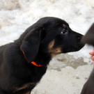 12-köpfiger Nachwuchs im Vorarlberger Tierschutzheim
