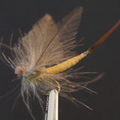 Fliege_jpg-1350911262