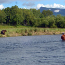 Bear300_jpg-1350913640