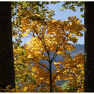 Herbst Impressionen Au 2012 Bregenzerwald