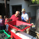 hoechst_weinbau02_jpg-1350981292
