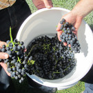 hoechst_weinbau06_jpg-1350981368