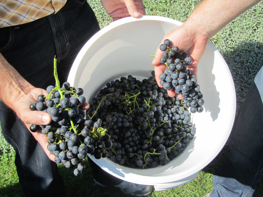 hoechst_weinbau06_jpg-1350981368