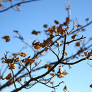 normal_23102012fmt_gaisberg_ta_015.JPG