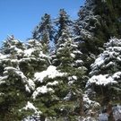 Wanderung Pf__nder Winter 2010 _27_.jpg