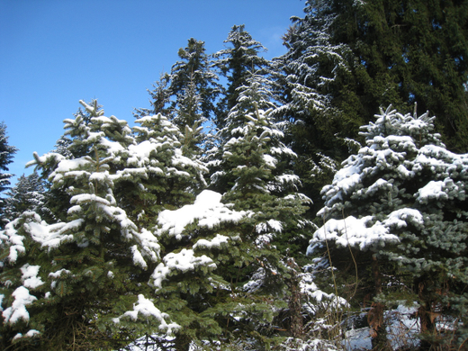 Wanderung Pf__nder Winter 2010 _27_.jpg