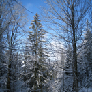 Wanderung Pf__nder Winter 2010 _29_.jpg