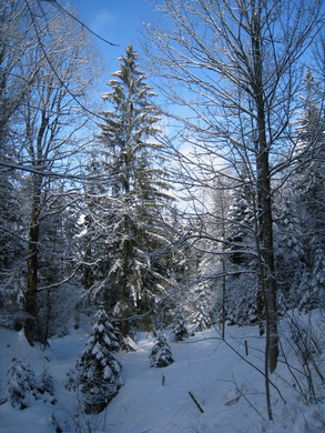 Wanderung Pf__nder Winter 2010 _29_.jpg